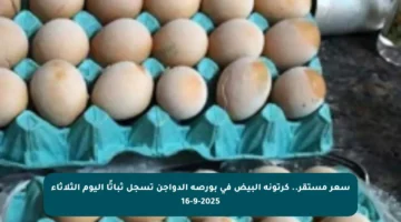 سعر مستقر.. كرتونة البيض في بورصة الدواجن تسجل ثباتًا اليوم الثلاثاء 16-9-2025